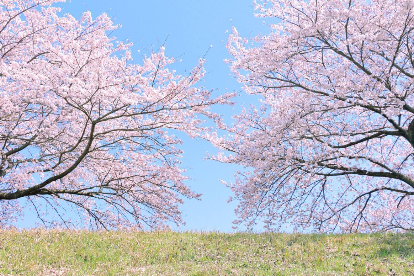 【高齢者のお花見】お花見を安心して楽しめる準備体操や身体ケアを紹介！